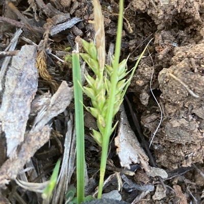 Carex breviculmis (Short-Stem Sedge) at Campbell, ACT - 13 Oct 2025 by SilkeSma