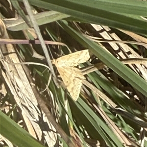 Scopula rubraria at Lyons, ACT - Today by ran452