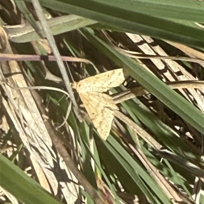 Scopula rubraria (Reddish Wave, Plantain Moth) at Lyons, ACT - 13 Oct 2025 by ran452
