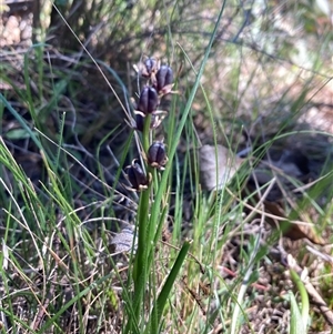 Wurmbea dioica subsp. alba at Campbell, ACT - Today by SilkeSma