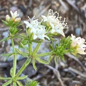 Asperula scoparia at Campbell, ACT - Today by SilkeSma