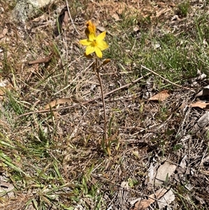Bulbine bulbosa at Campbell, ACT - Today by SilkeSma