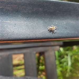 Helpis sp. (genus) (Unidentified Bronze Jumping Spider) by rbannister
