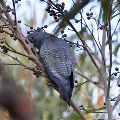 Callocephalon fimbriatum (Gang-gang Cockatoo) at Moruya, NSW - 30 Sep 2025 by LisaH