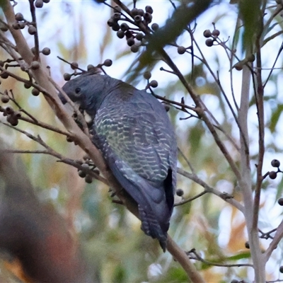 Callocephalon fimbriatum (Gang-gang Cockatoo) at Moruya, NSW - 30 Sep 2025 by LisaH