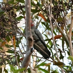 Callocephalon fimbriatum at Moruya, NSW - suppressed
