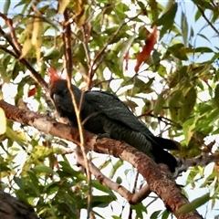 Callocephalon fimbriatum at Moruya, NSW - suppressed