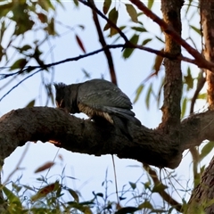 Callocephalon fimbriatum at Moruya, NSW - suppressed