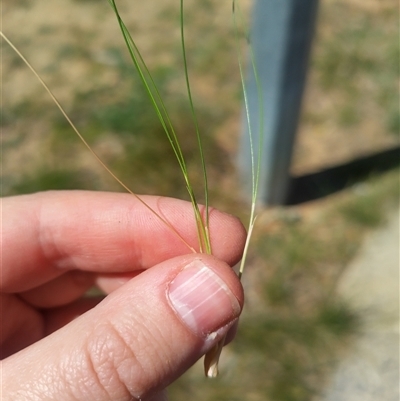 Nassella trichotoma (Serrated Tussock) at Florey, ACT - 12 Oct 2025 by rbannister