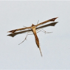 Sinpunctiptilia emissalis (Speedwell Pterror) at Fisher, ACT - 26 Apr 2025 by Paul57