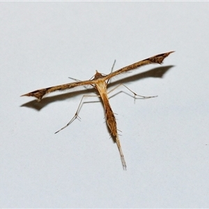 Unverified Moth (Lepidoptera) at Fisher, ACT - 26 Apr 2025 by Paul57