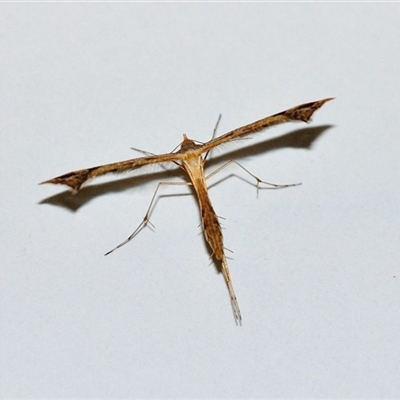 Sinpunctiptilia emissalis (Speedwell Pterror) at Fisher, ACT - 26 Apr 2025 by Paul57