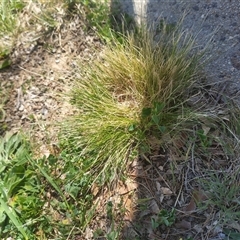 Nassella trichotoma (Serrated Tussock) at Florey, ACT - 12 Oct 2025 by rbannister