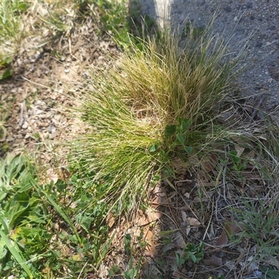 Nassella trichotoma (Serrated Tussock) at Florey, ACT - 12 Oct 2025 by rbannister