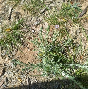 Vittadinia cuneata var. cuneata at Florey, ACT - Yesterday by rbannister