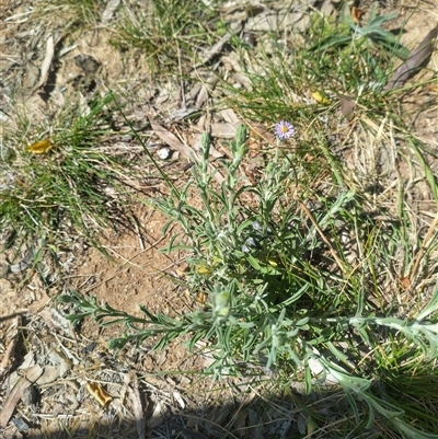 Vittadinia gracilis (New Holland Daisy) at Florey, ACT - 12 Oct 2025 by rbannister