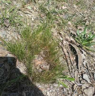 Nassella trichotoma (Serrated Tussock) at Florey, ACT - 12 Oct 2025 by rbannister