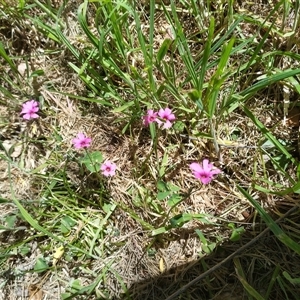 Oxalis articulata at Florey, ACT - Yesterday by rbannister