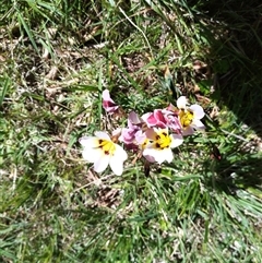 Sparaxis tricolor at Florey, ACT - 12 Oct 2025 11:16 AM