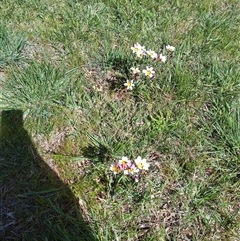 Sparaxis tricolor at Florey, ACT - 12 Oct 2025 11:16 AM