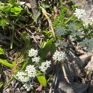 Unverified Plant at Burra Creek, NSW - 11 Oct 2025 by SuePolsen