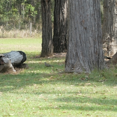 Ocyphaps lophotes at Lanitza, NSW - 8 Oct 2025 by Carolina