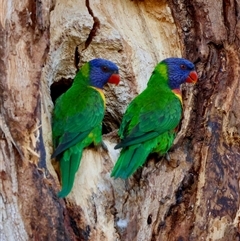 Trichoglossus moluccanus (Rainbow Lorikeet) at Hughes, ACT - 7 Oct 2025 by LisaH