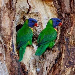 Trichoglossus moluccanus by LisaH