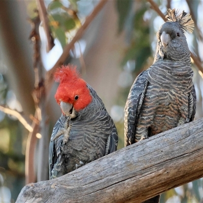 Callocephalon fimbriatum (Gang-gang Cockatoo) at Hughes, ACT - 9 Oct 2025 by LisaH
