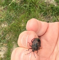 Notius consputus (Yellow-dotted shield bug) at Nanima, NSW - 12 Oct 2025 by 81mv