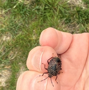 Notius consputus (Yellow-dotted shield bug) at Nanima, NSW - Yesterday by 81mv