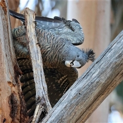 Callocephalon fimbriatum (Gang-gang Cockatoo) at Hughes, ACT - 9 Oct 2025 by LisaH