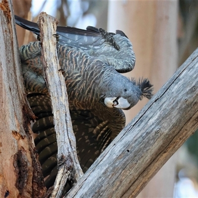 Callocephalon fimbriatum (Gang-gang Cockatoo) at Hughes, ACT - 9 Oct 2025 by LisaH