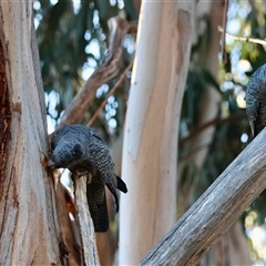 Callocephalon fimbriatum at Hughes, ACT - suppressed