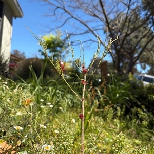 Unverified Other Tree at Higgins, ACT - Today by Jillw
