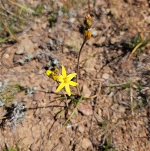Bulbine bulbosa (Golden Lily, Bulbine Lily) at Burra, NSW - Today by BrianSummers