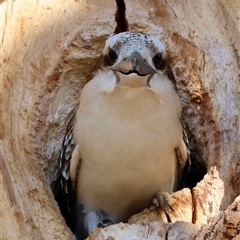 Dacelo novaeguineae (Laughing Kookaburra) at Hughes, ACT - 12 Oct 2025 by LisaH