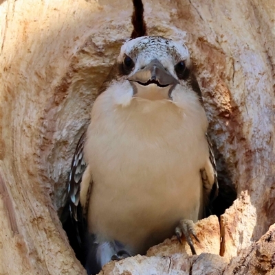 Dacelo novaeguineae (Laughing Kookaburra) at Hughes, ACT - 12 Oct 2025 by LisaH