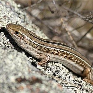 Ctenotus robustus at Strathnairn, ACT - Today by Thurstan