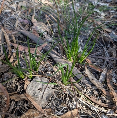 Eryngium ovinum (Blue Devil) at Belconnen, ACT - 6 Aug 2025 by mainsprite
