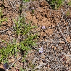 Vittadinia muelleri (Narrow-leafed New Holland Daisy) at Burra, NSW - 13 Oct 2025 by BrianSummers