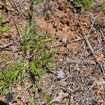 Vittadinia muelleri (Narrow-leafed New Holland Daisy) at Burra, NSW - 13 Oct 2025 by BrianSummers