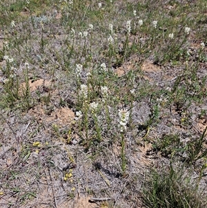 Stackhousia monogyna (Creamy Candles) at Burra, NSW - Today by BrianSummers