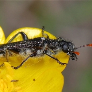 Eleale simplex (Clerid beetle) at Throsby, ACT - Yesterday by TimL