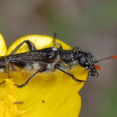 Eleale simplex (Clerid beetle) at Throsby, ACT - 12 Oct 2025 by TimL