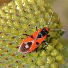 Melanerythrus mactans (A seed bug) at Higgins, ACT - 13 Oct 2025 by MichaelWenke