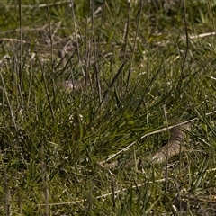 Pseudonaja textilis (Eastern Brown Snake) at Throsby, ACT - 13 Oct 2025 by PeteRav