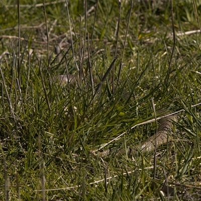 Pseudonaja textilis (Eastern Brown Snake) at Throsby, ACT - 13 Oct 2025 by PeteRav