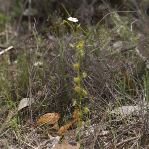 Drosera (genus) at Forde, ACT - Yesterday by TimL
