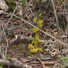 Drosera gunniana at Forde, ACT - 12 Oct 2025 12:11 PM